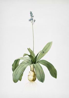 Scilla Lilio Hyacinthus