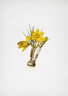 Crocus Luteus