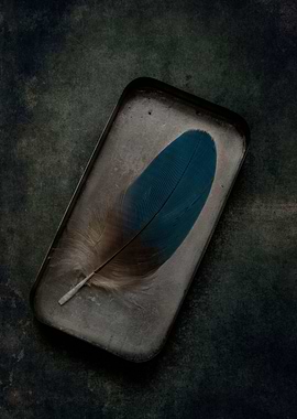 Blue feather in a box