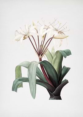 Crinum Erubescens