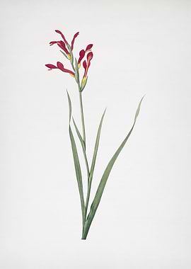 Gladiolus Cunonius