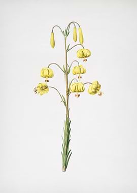 Lilium Pyrenaicum