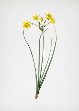 Rush Daffodil