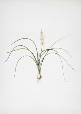 Lachenalia Angustifolia