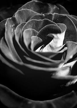 Black and White Rose