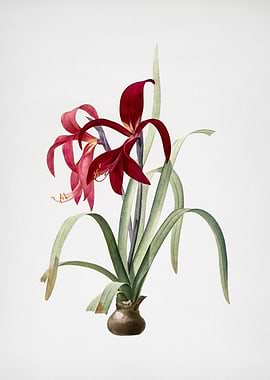 Sprekelia