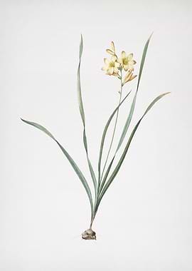 Gladiolus Lineatus