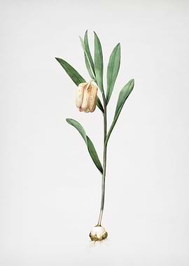 Fritillaria Latifolia
