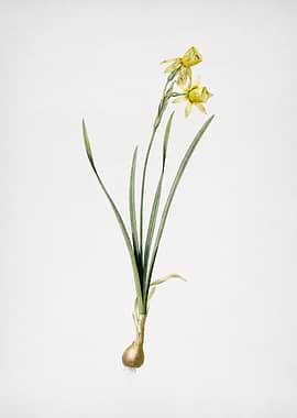 Narcissus Calathinus