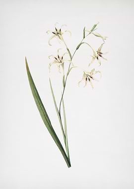Gladiolus Cuspidatus