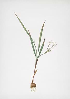 Gladiolus Inclinatus