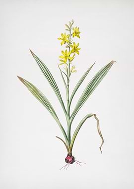 Wachendorfia Thyrsiflora