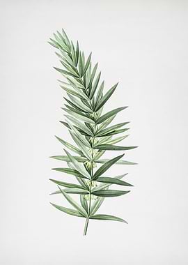 Whorled Solomons Seal