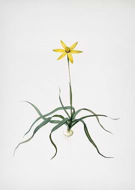 Hypoxis Stellata
