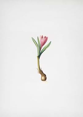 Spring Meadow Saffron