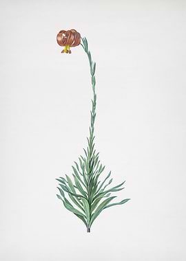 Scarlet Martagon Lily