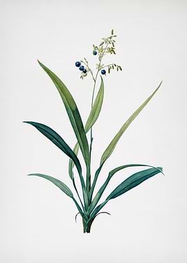 Flax Lilies