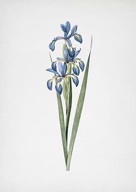 Blue Iris