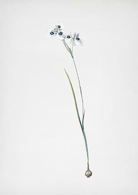 Vieusseuxia Glaucopis