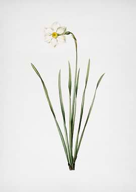 Narcissus Poeticus