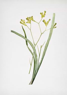 Anigozanthos Flavida