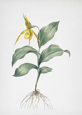 Ladys Slipper Orchid