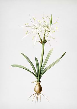 Streambank Spiderlily