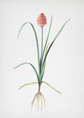 Veltheimia Abyssinica