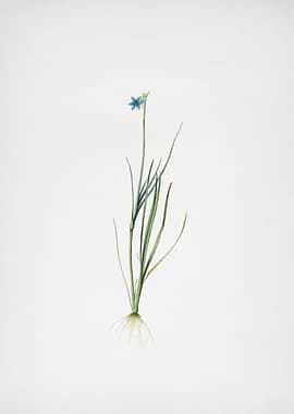 Narrowleaf Blueeyedgras