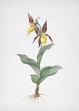 Ladys Slipper Orchid