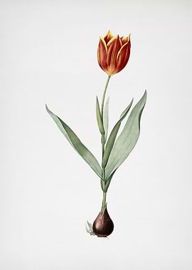 Tulip