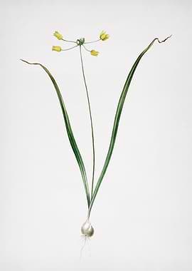 Allium Scorzonera Folium