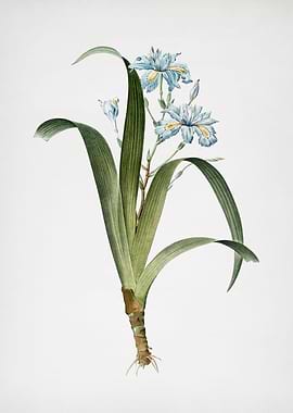 Iris Fimbriata