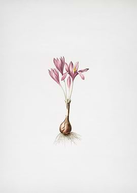 Autumn Crocus 1