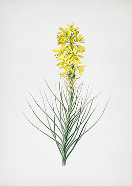 Yellow Asphodel