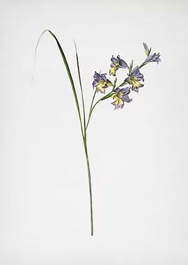 Gladiolus Ringens