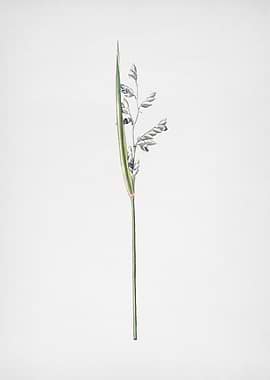 Powdery Alligator Flag