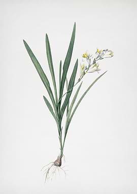 Gladiolus Xanthospilus