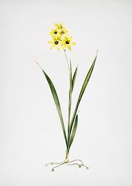 Ixia Fusco Citrina