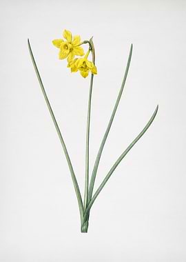 Narcissus Odorus