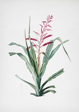 Pitcairnia Bromeliaefolia