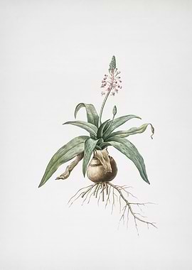 Lachenalia Lanceaefolia
