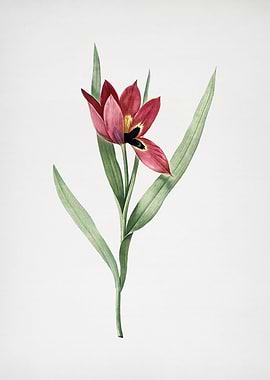 Tulipa Oculus Colis
