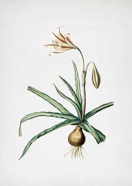 Amaryllis Broussonetii