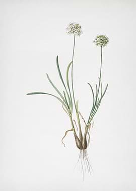 Allium Carolinianum