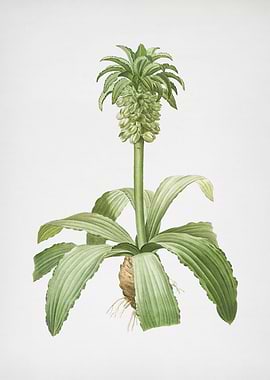 Eucomis Regia