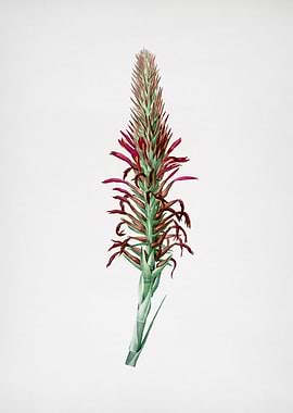 Pitcairnia Latifolia