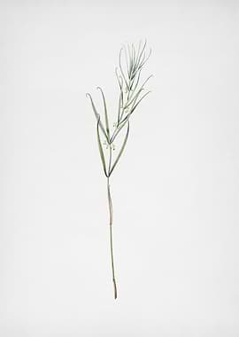 Siberian Solomons Seal