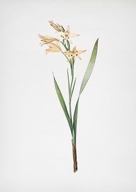 Gladiolus Cuspidatus