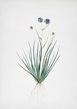Blue CornLily